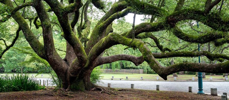 paolo giorgio bassi - alberi monumentali testimoni giudici processo urbanizzazione