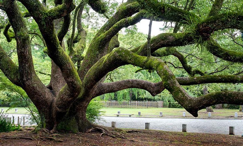 paolo giorgio bassi - alberi monumentali testimoni giudici processo urbanizzazione